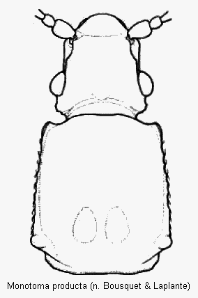 monotoma_producta_vk.gif