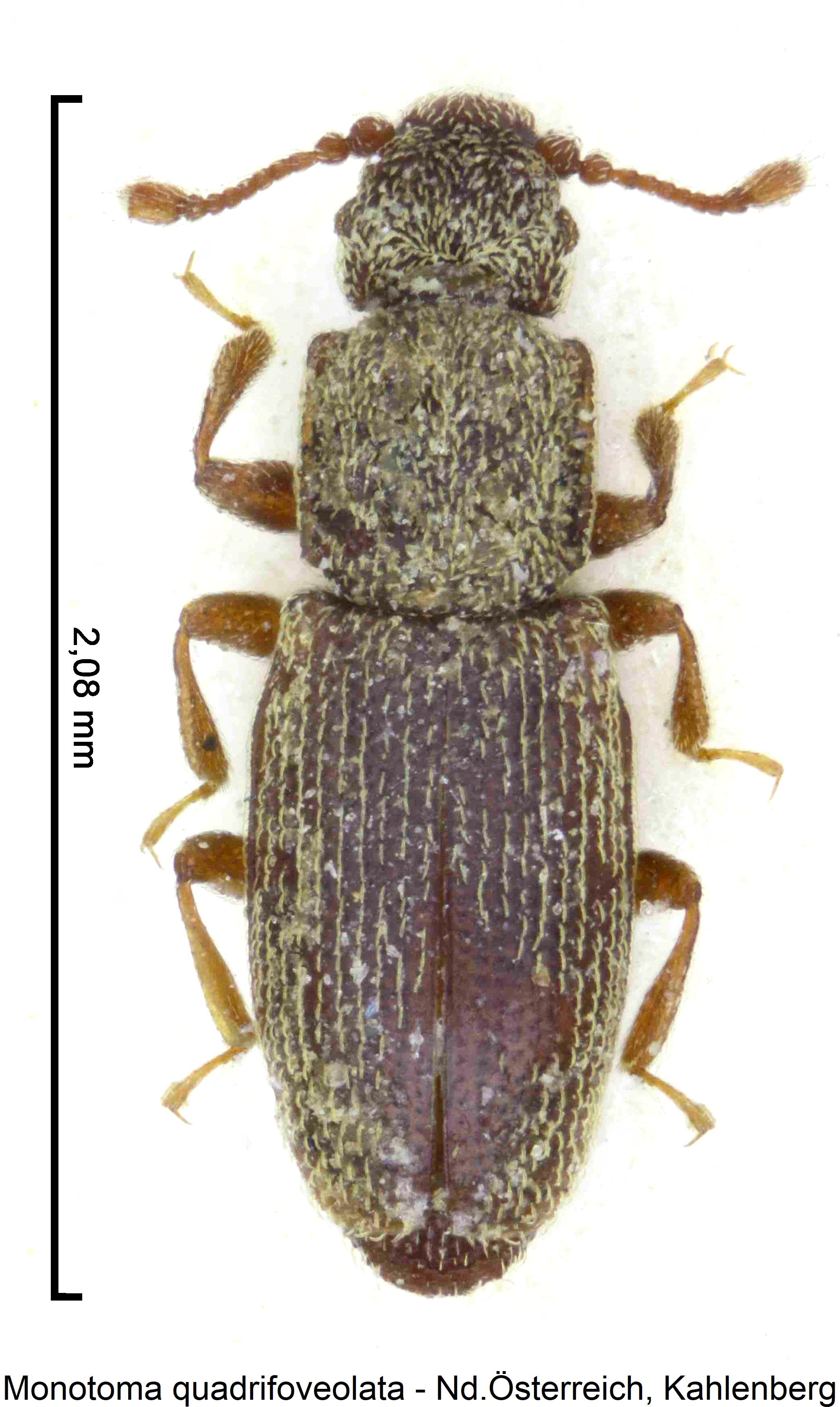 monotoma_quadrifoveolata_hab.jpg