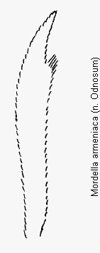 mordella_armeniaca_galea.gif