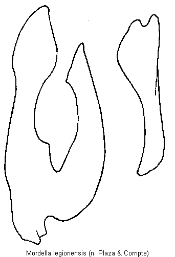mordella_legionensis_pm.gif