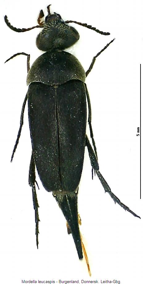 mordella_leucaspis_hab.jpg
