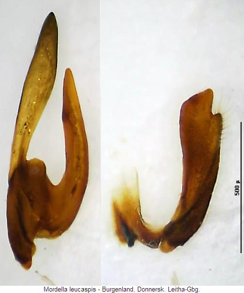 mordella_leucaspis_pm.jpg