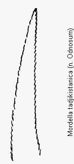 mordella_tadjikistanica_galea.gif