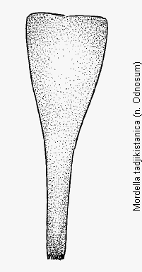 mordella_tadjikistanica_pyg.gif