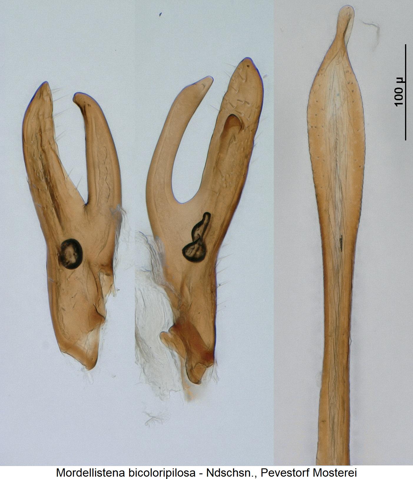 mordellistena_bicoloripilosa.jpg