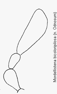 mordellistena_bicoloripilosa_ts.gif