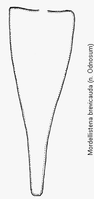 mordellistena_brevicauda_pyg.gif