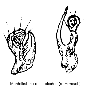 mordellistena_minutuloides.gif
