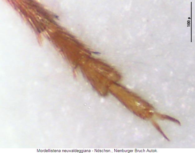 mordellistena_neuwaldeggiana_mtr.jpg