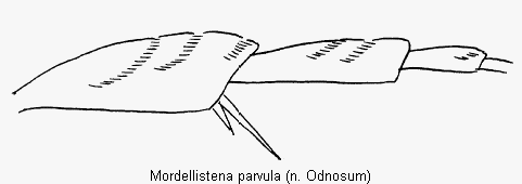 mordellistena_parvula_hb.gif
