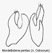 mordellistena_pentas2.gif