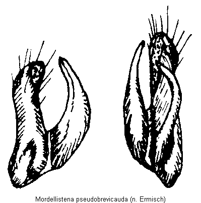 mordellistena_pseudobrevicauda.gif