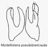 mordellistena_pseudobrevicauda2.gif