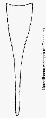 mordellistena_variegata_pyg.gif