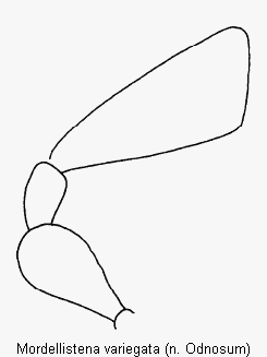 mordellistena_variegata_ts.gif