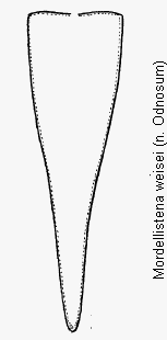 mordellistena_weisei_pyg.gif
