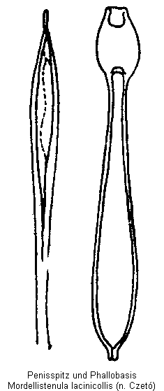 mordellistenula_lacinicollis.gif