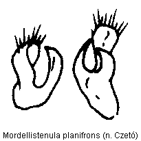 mordellistenula_planifrons_param.gif