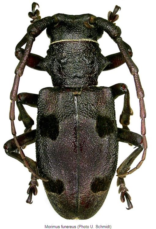 morimus_funereus_hab.jpg