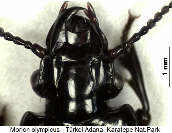 morion_olympicus_k.jpg