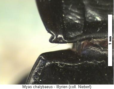 myas_chalybaeus_hsch.jpg