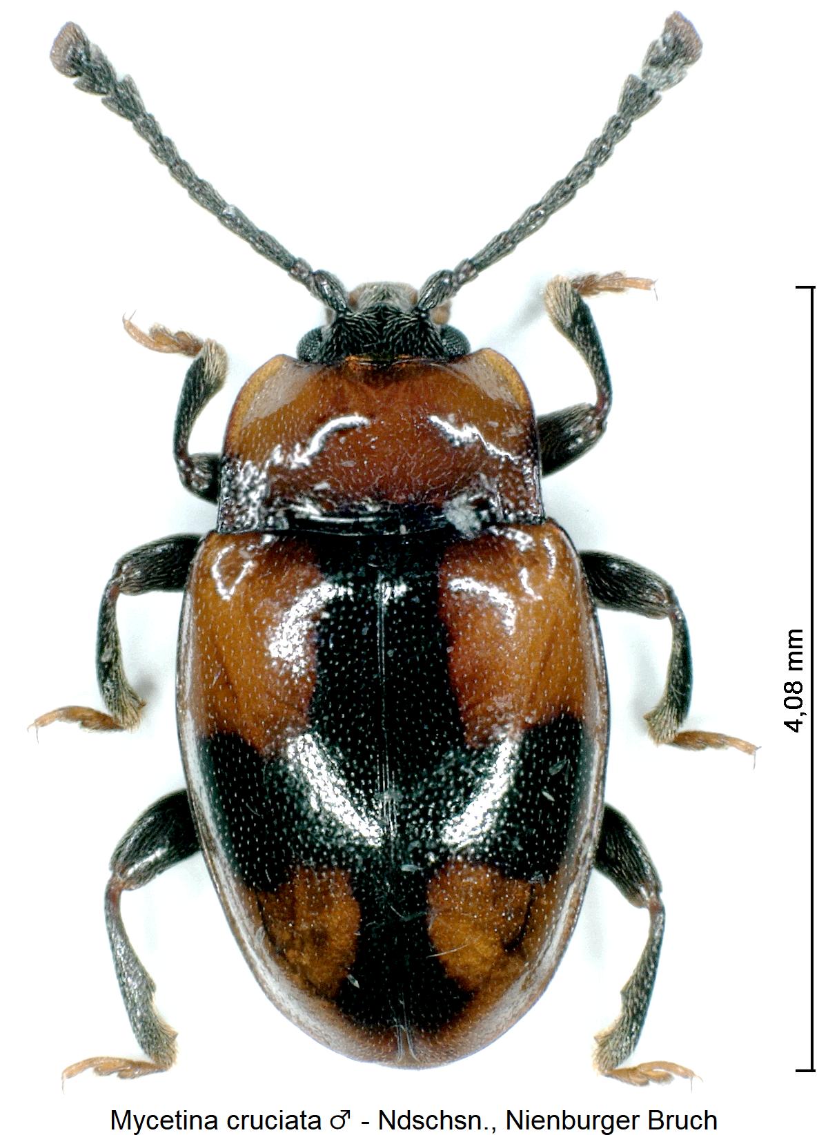 mycetina_cruciata_m_hab.jpg