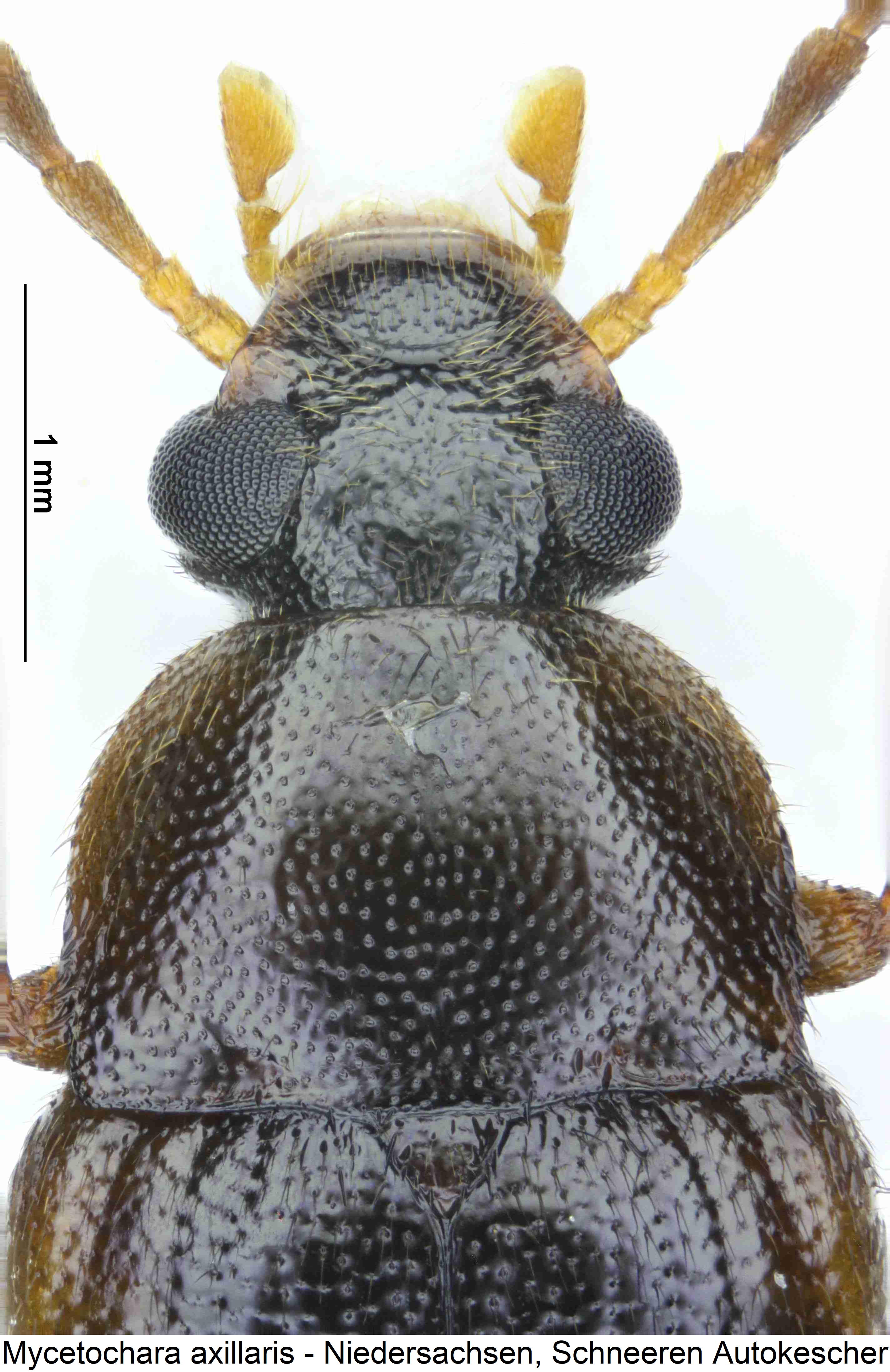 mycetochara_axillaris_vk.jpg