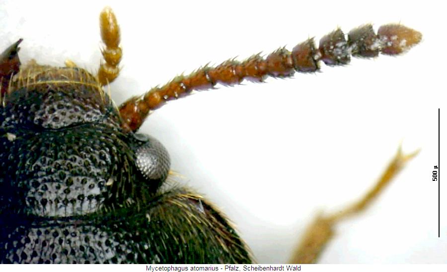 mycetophagus_atomarius_f.jpg