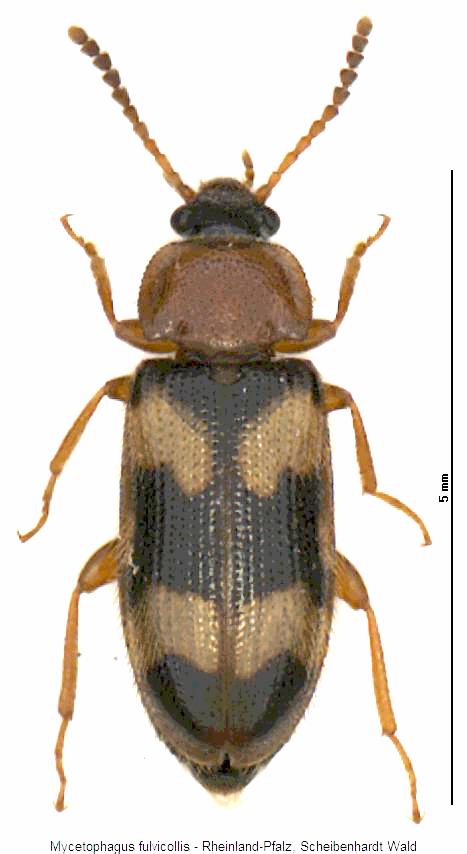 mycetophagus_fulvicollis_hab.jpg