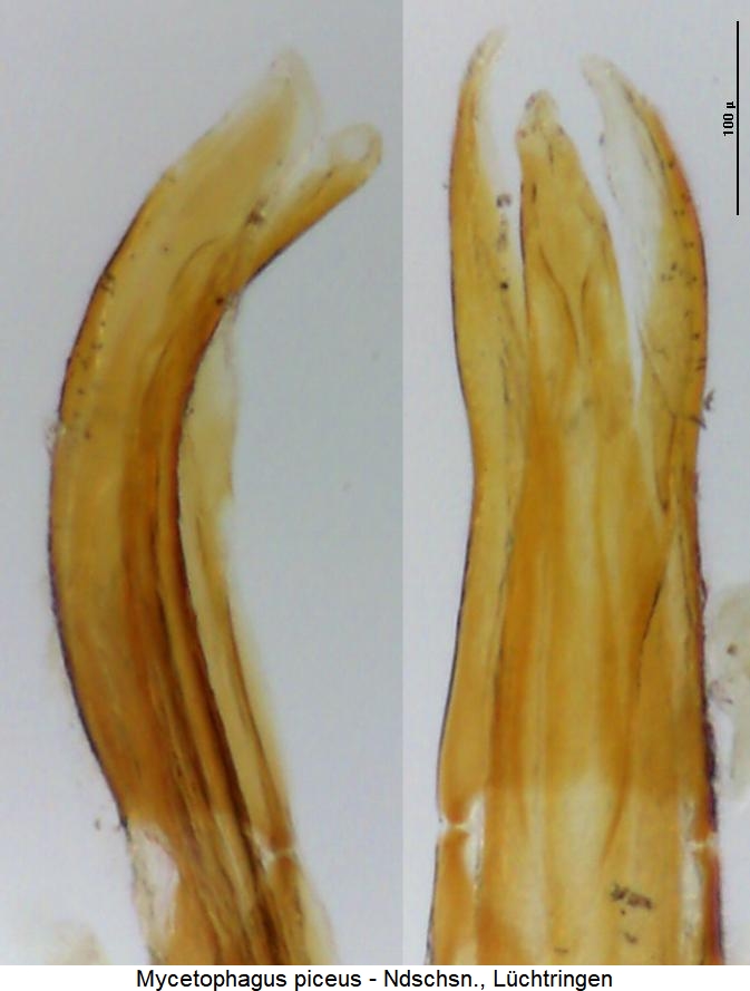 mycetophagus_piceus.jpg
