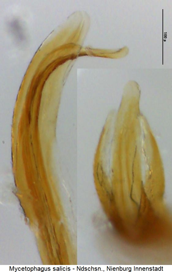 mycetophagus_salicis.jpg