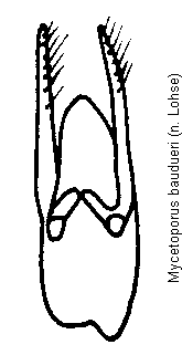 mycetoporus_baudueri.gif