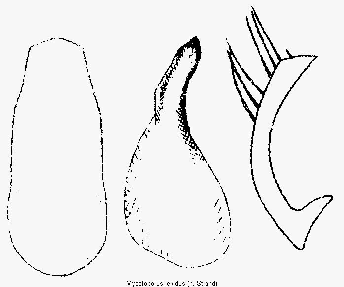 mycetoporus_lepidus.gif