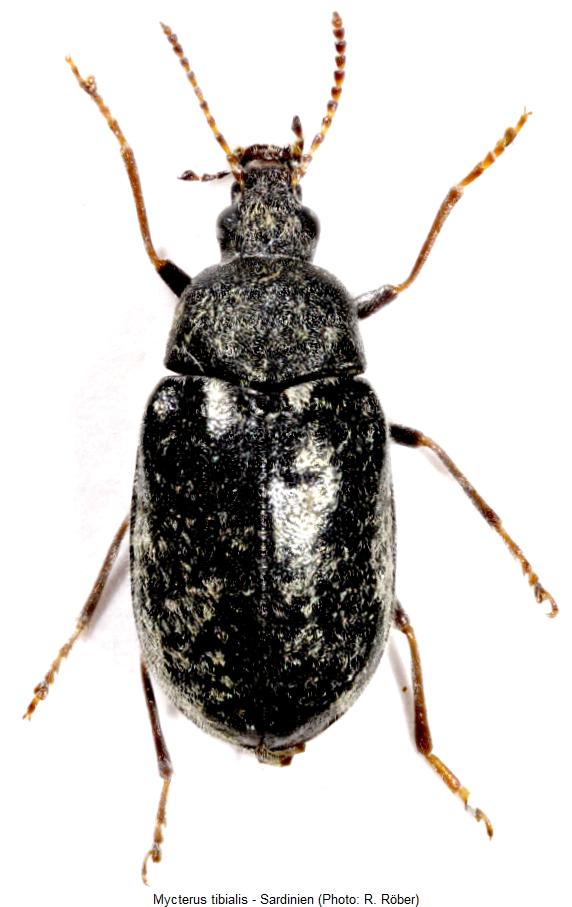 mycterus_tibialis_hab.jpg