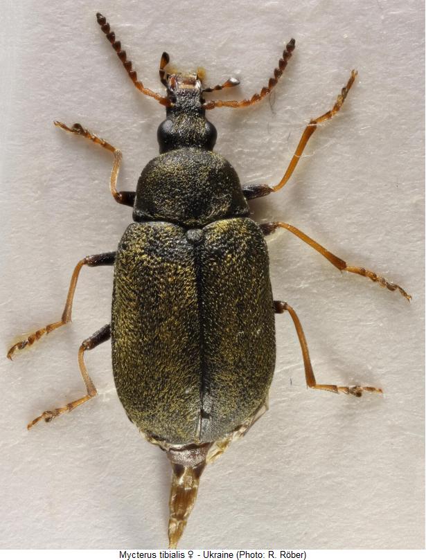 mycterus_tibialis_w_hab2.jpg