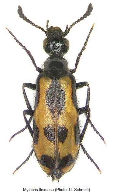 mylabris_flexuosa_hab.jpg