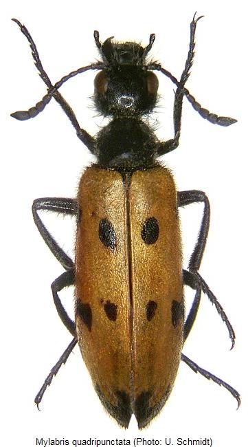 mylabris_quadripunctata_hab2.jpg