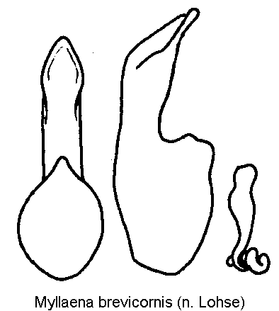 myllaena_brevicornis.gif