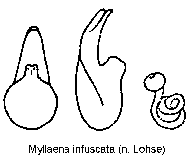 myllaena_infuscata.gif