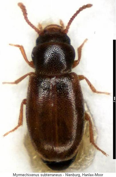 myrmechixenus_subterraneus_hab.jpg