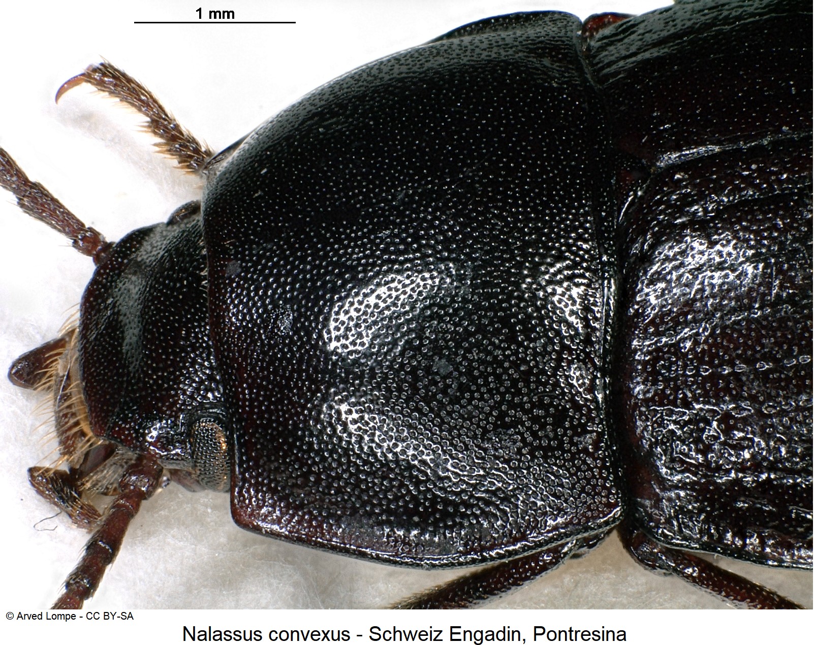 nalassus_convexus_ck10305_hsch_sa.jpg