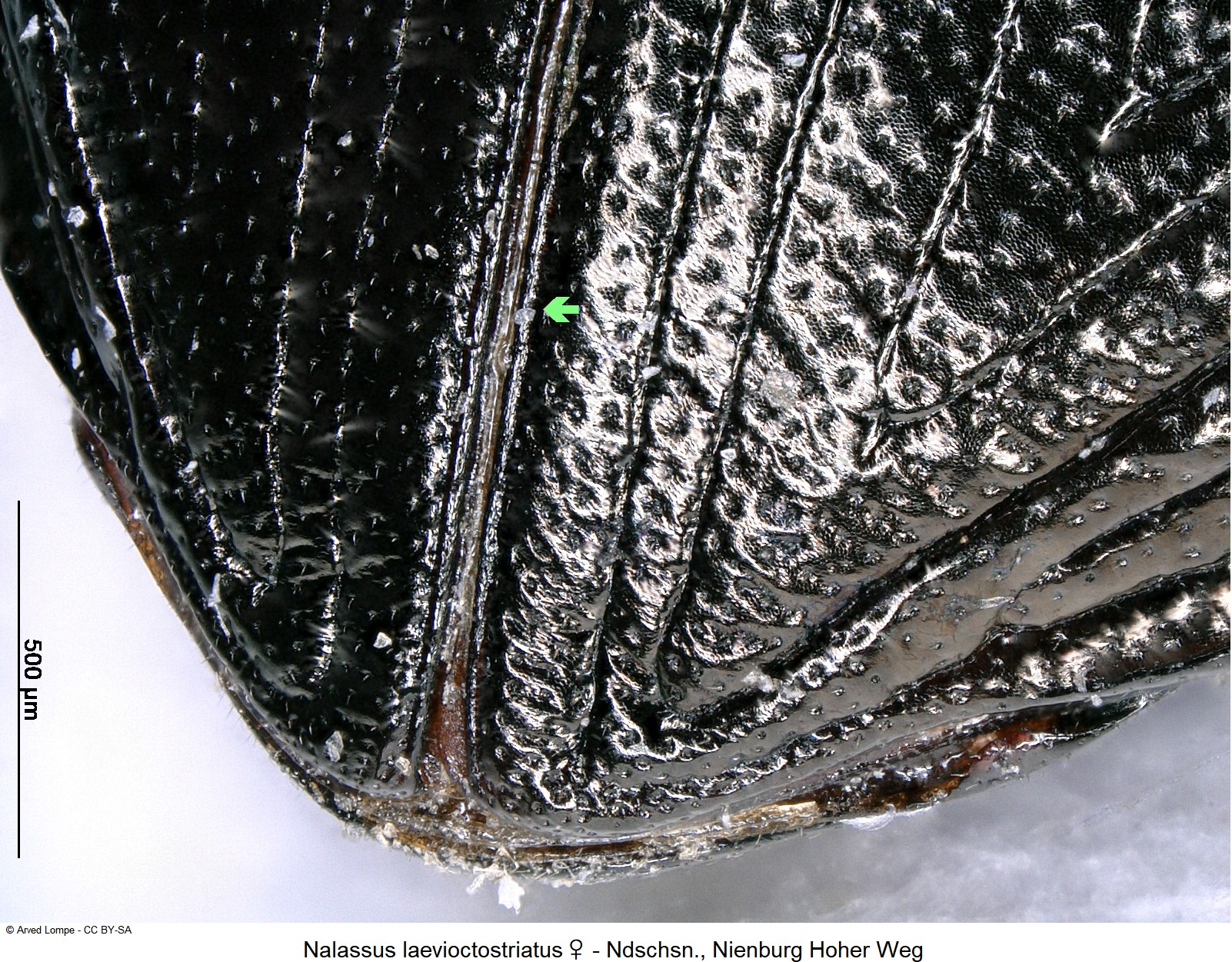 nalassus_laevioctostriatus_w_ck34306892_dec.jpg