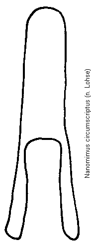nanomimus_circumscriptus.gif