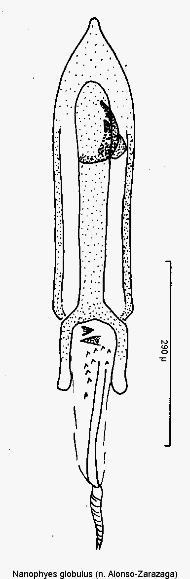 nanophyes_globulus1.gif