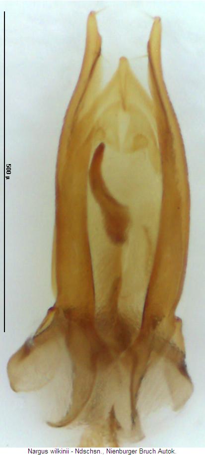 nargus_wilkinii.jpg