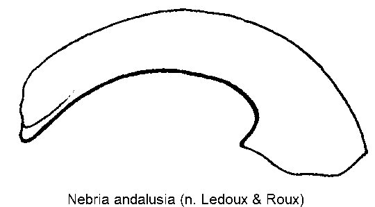 nebria_andalusia.gif