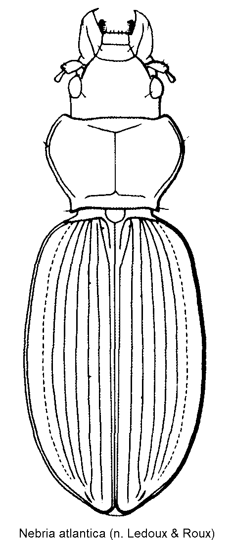 nebria_atlantica_hab.gif