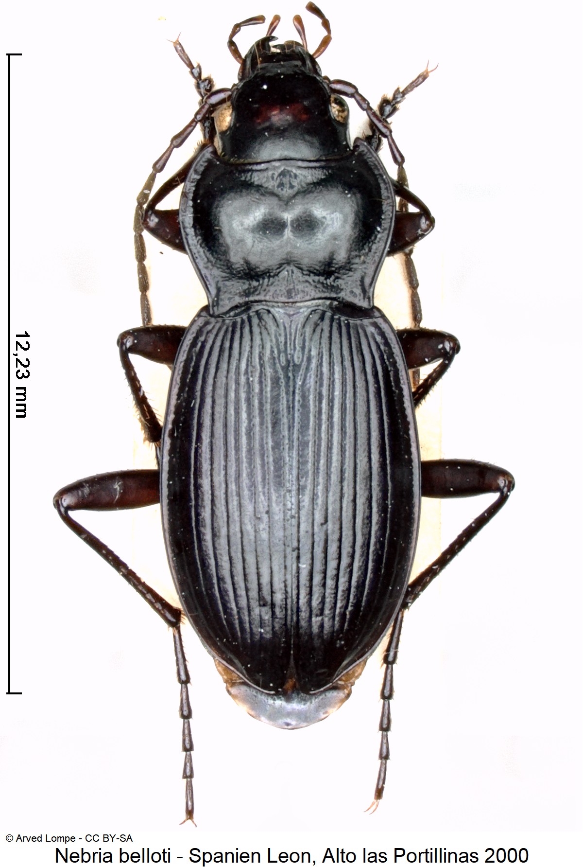 nebria_belloti_ck19468_hab.jpg