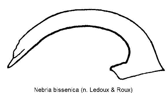 nebria_bissenica.gif