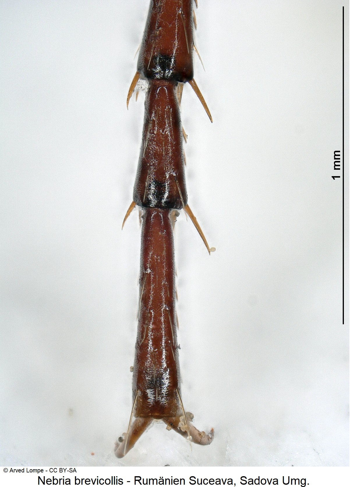 nebria_brevicollis_ck23522767_htr.jpg